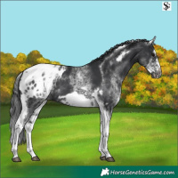 Horse Color:White Spotted Black Splash Tobiano Frame Appaloosa 