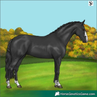 Horse Color:Black 
