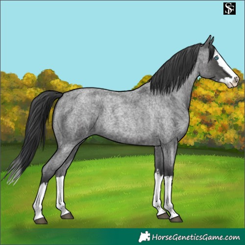 Horse Color:Blue Roan Splash 