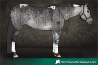 Horse Color:Platinum Buckskin Dun Tobiano Brindle 