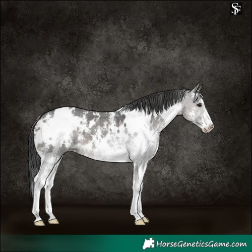 Horse Color:White Spotted Black Sabino 