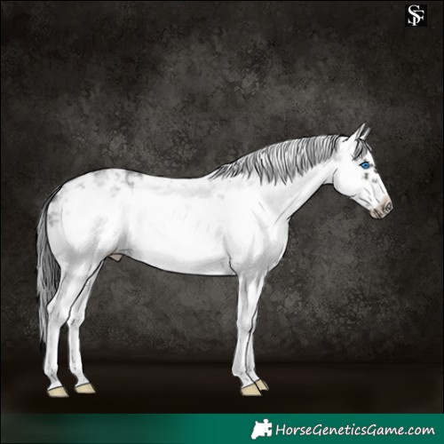 Horse Color:White Spotted Black Sabino Frame 