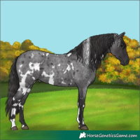 Horse Color:White Spotted Smoky Blue Roan 