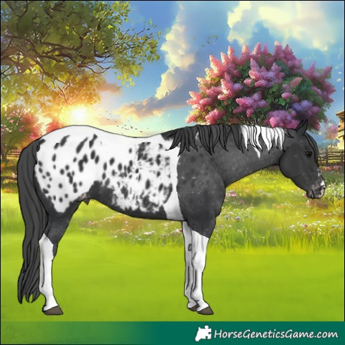 Horse Color:Black Tobiano Appaloosa 
