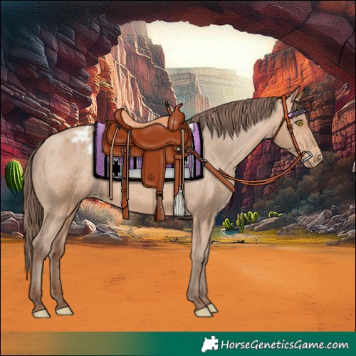 Horse Color:Amber Champagne Appaloosa