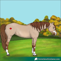 Horse Color:Red Dun Rabicano