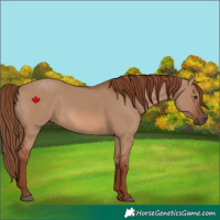 Horse Color:Red Dun Rabicano
