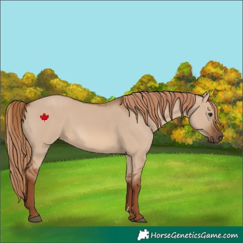 Horse Color:Red Dun Rabicano 