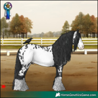 Horse Color:Black Frame Near Leopard 