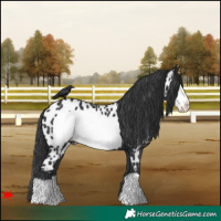 Horse Color:Black Frame Appaloosa 