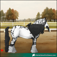Horse Color:Black Frame Appaloosa