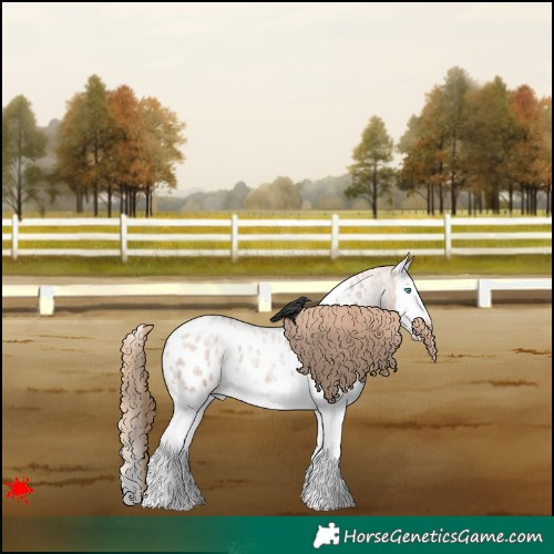 Horse Color:Blue Roan Pearl Splash Appaloosa 