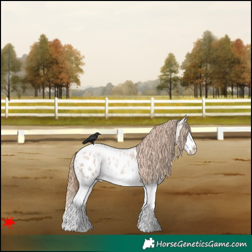 Horse Color:Blue Roan Pearl Splash Appaloosa 