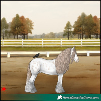 Horse Color:Blue Roan Pearl Splash Near Leopard 