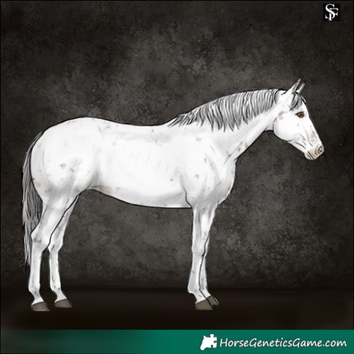 Horse Color:White Spotted Brown Sabino Blanket 