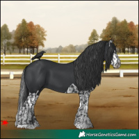 Horse Color:Black and Black Splash