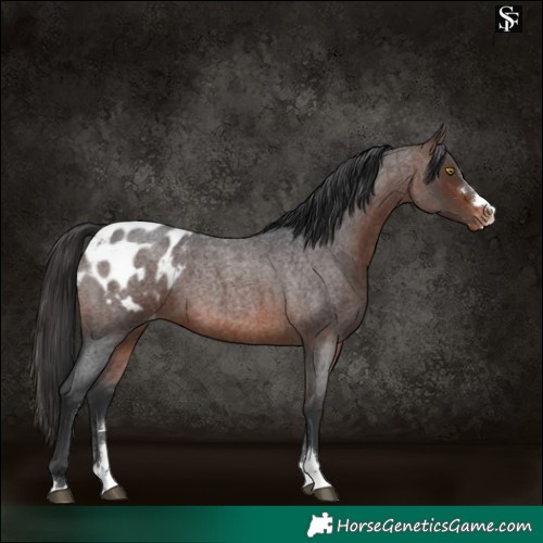 Horse Color:Brown Roan Blanket 