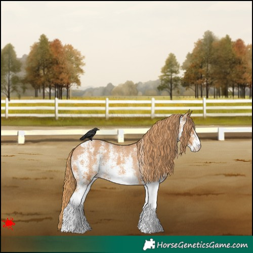Horse Color:White Spotted Chestnut Appaloosa Rabicano 