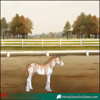 Horse Color:White Spotted Chestnut Appaloosa Rabicano 