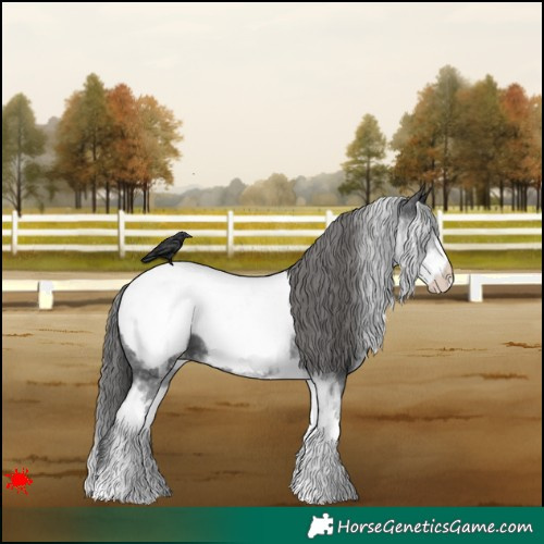 Horse Color:White Spotted Black Appaloosa 