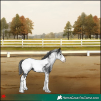 Horse Color:White Spotted Black Appaloosa 