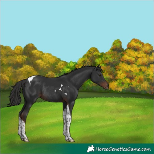 Horse Color:Liver Chestnut Tobiano Rabicano 