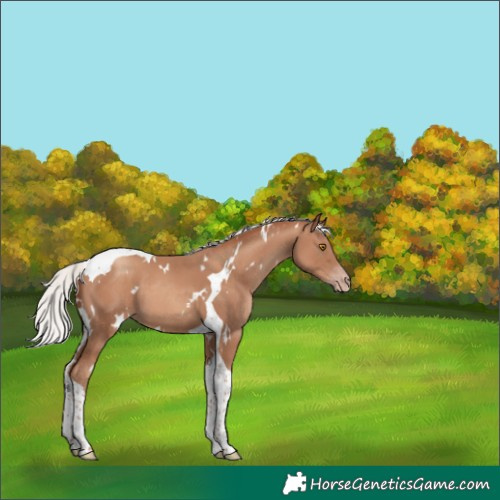 Horse Color:White Spotted Silver Classic Champagne Tobiano 