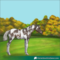 Horse Color:White Spotted Silver Black Tobiano 