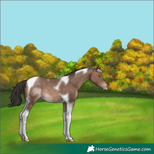 Horse Color:Sable Champagne Tobiano 