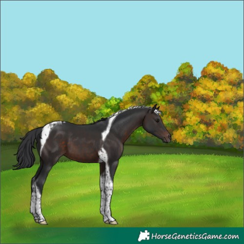 Horse Color:Brown Tobiano 
