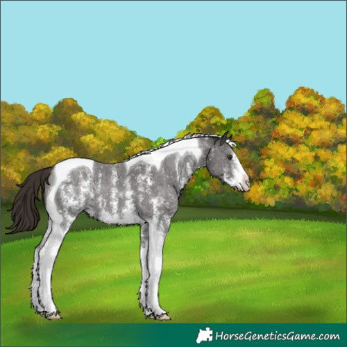 Horse Color:Liver Chestnut Sabino Tobiano 