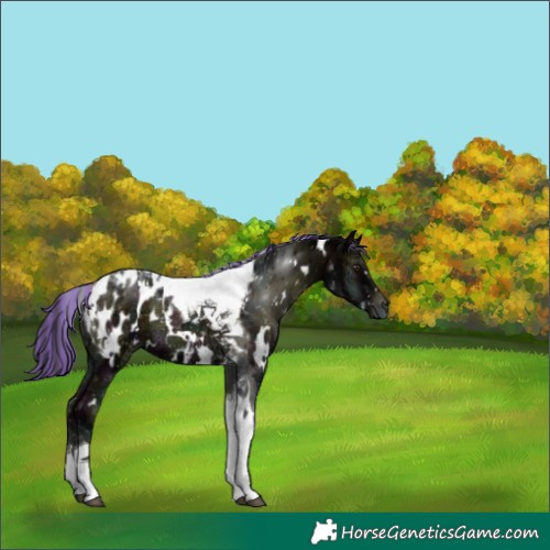 Horse Color:Painted White Spotted Midnight Liver Red Onyx Ice Tobiano Blanket 