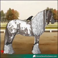 Horse Color:White Spotted Grullo Appaloosa