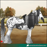 Horse Color:White Spotted Black Splash Appaloosa 