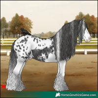 Horse Color:White Spotted Black Splash Blanket