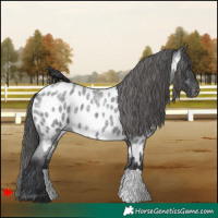 Horse Color:Blue Roan Appaloosa 