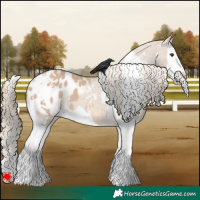 Horse Color:White Spotted Red Dun Splash Appaloosa