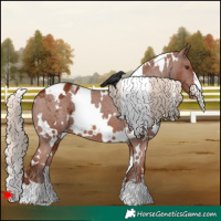 Horse Color:White Spotted Chestnut Appaloosa 
