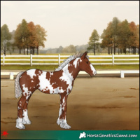 Horse Color:White Spotted Chestnut Appaloosa 