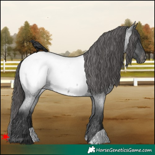 Horse Color:Blue Roan Appaloosa 