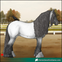 Horse Color:Blue Roan Near Fewspot