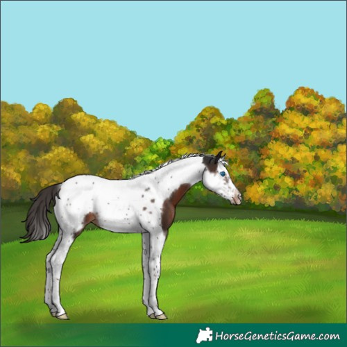 Horse Color:Liver Chestnut Splash Tobiano Frame Rabicano 