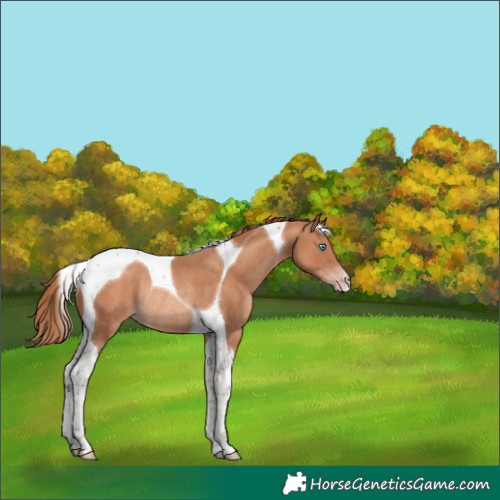 Horse Color:Gold Champagne Tobiano Rabicano 