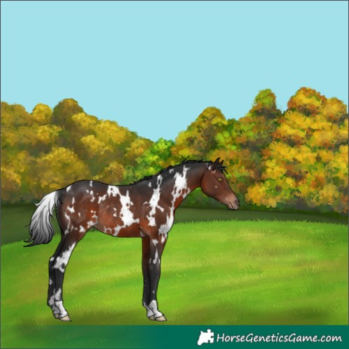 Horse Color:White Spotted Brown Rabicano 