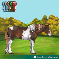 Horse Color:Liver Chestnut Splash Tobiano Frame 
