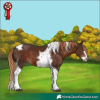 Horse Color:Liver Chestnut Splash Tobiano Frame