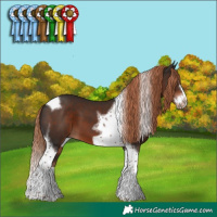 Horse Color:Liver Chestnut Splash Tobiano Frame