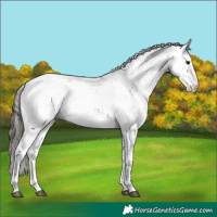 Horse Color:Bay Dun Sabino 