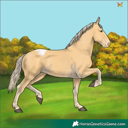 Horse Color:Palomino Appaloosa 