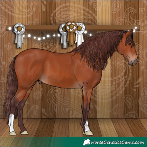 Horse Color:Chocolate Bay